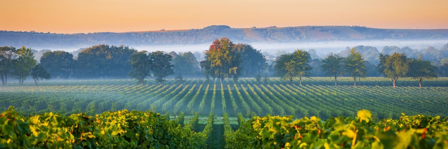 Six of the Best Vineyards & Wine Estates in Sussex