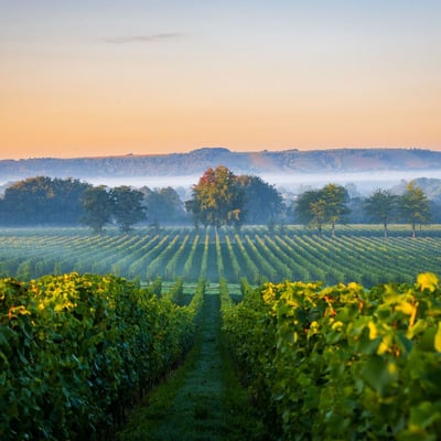 Six of the Best Vineyards & Wine Estates in Sussex