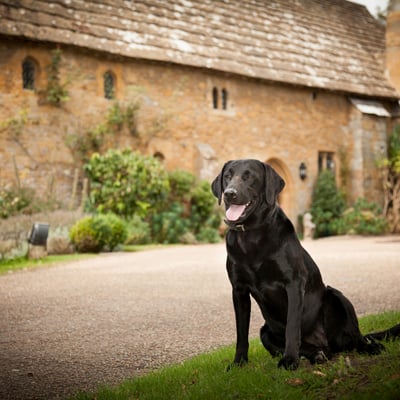 Dog-Friendly at Bailiffscourt Hotel in West Sussex
