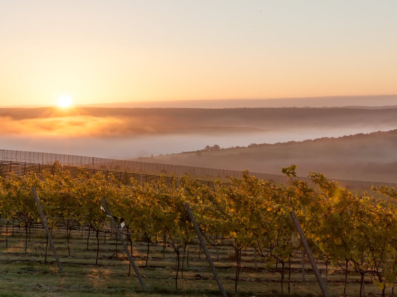 Rathfinny Wine Estate: Alfriston, East Sussex