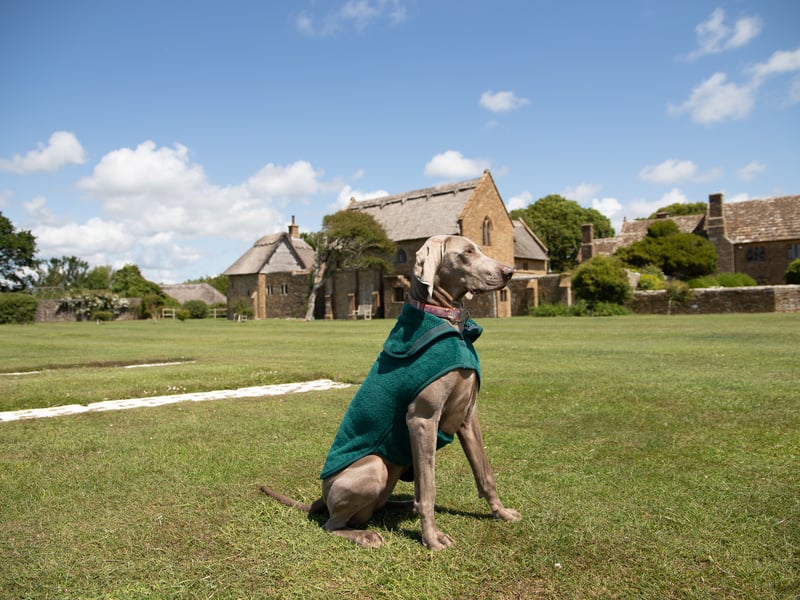Dog-Friendly Beaches & Coastal Walks