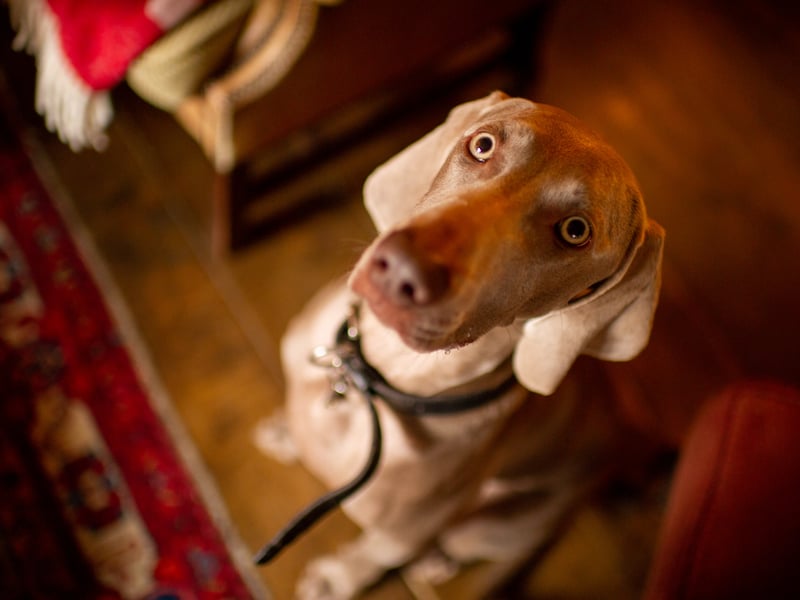Dog-Friendly Gardens & Country Estates