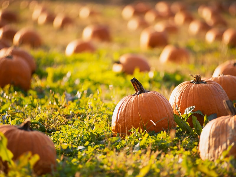 Rogate Pumpkin Patch, Petersfield