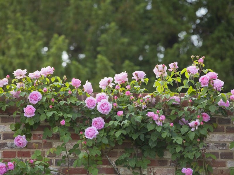Woolbeding Gardens, Midhurst in Sussex