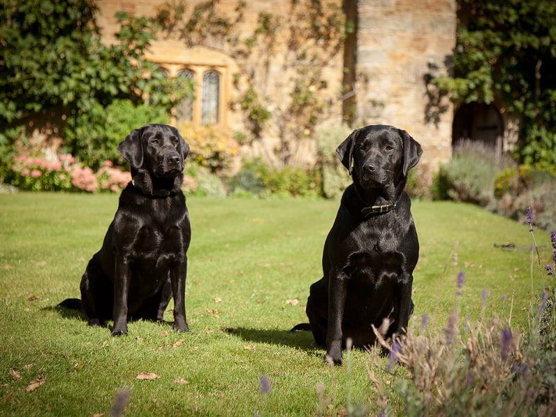 Dogs at Bailiffscourt Hotel & Spa in Climping, West Sussex