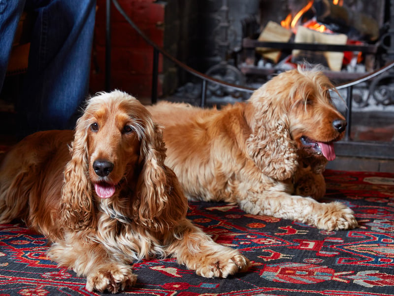 Dogs at The Spread Eagle Hotel & Spa in Midhurst, West Sussex